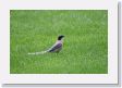 0516aTempleOfHeaven - 31 * Azure-winged Magpie. * Azure-winged Magpie.